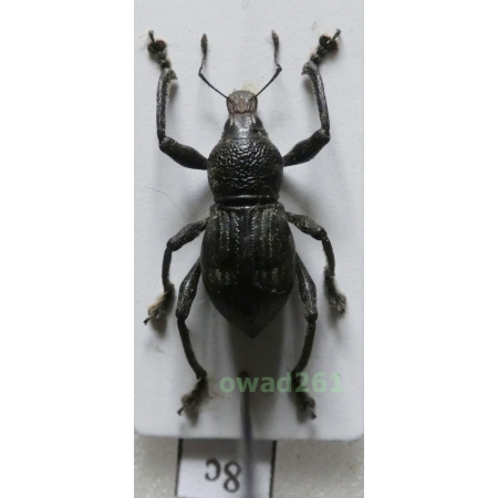 Metapocyrtus negrosensis Schultze, 1925 Philippines8c